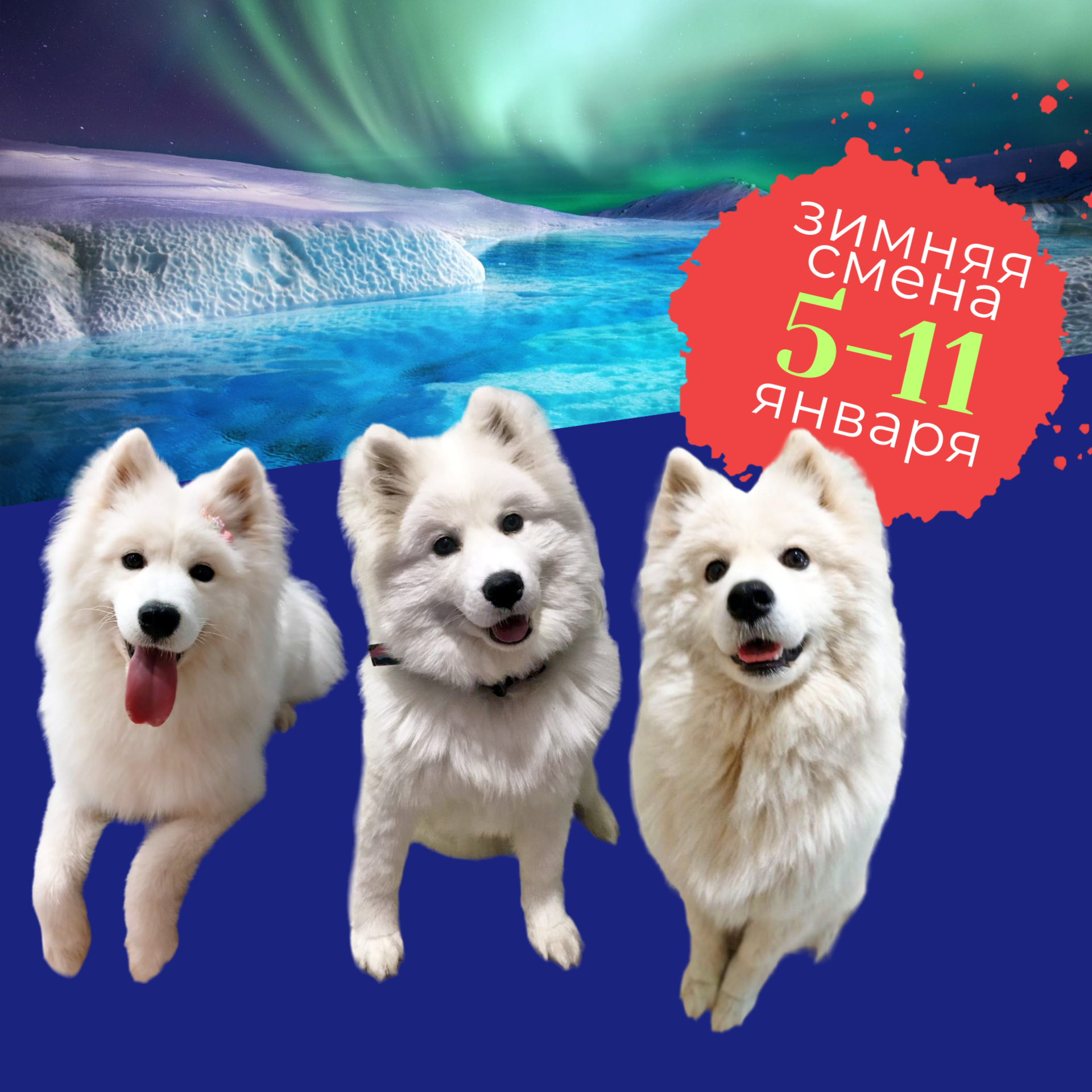 Настоящие северные собаки приедут в «Родник» погостить на зимние каникулы!