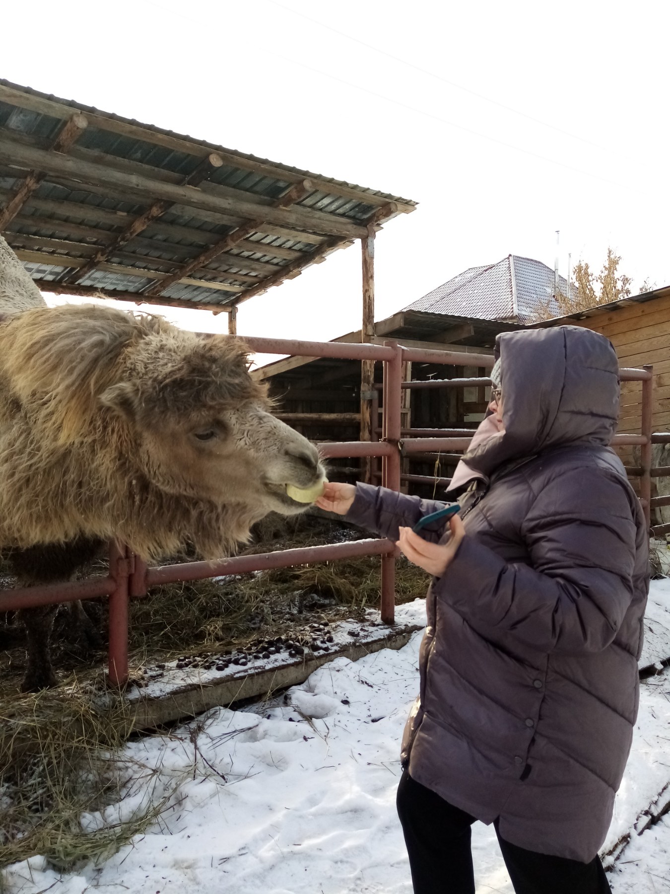 Анималотерапия – пушистая помощь
