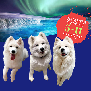 Настоящие северные собаки приедут в «Родник» погостить на зимние каникулы!